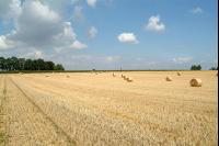 Rundballen Stroh 6