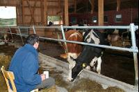 management stable 33