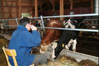 management stable 34