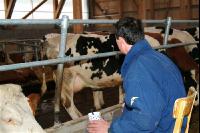 management stable 35