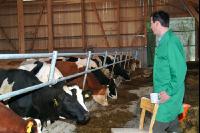 management stable 36