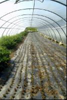 Folientunnel 2
