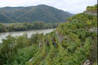 Wachau 4