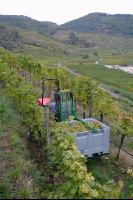 Weinlesen 25