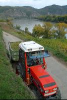 Weinlesen 35