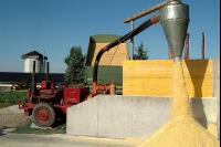 Maiskornsilage 12