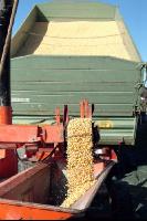 Maiskornsilage 17