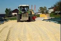 Maiskornsilage 11