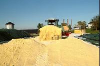 Maiskornsilage 8