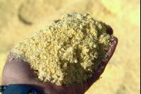 Maiskornsilage 2