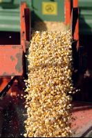 Maiskornsilage 16
