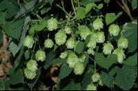 Hopfen Blüte 1
