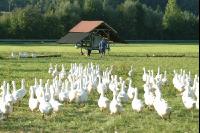 Gänse treiben 3