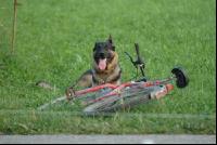 Schäferhund 2