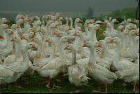 Gänse im Regen 1