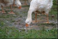Gänse im Regen 2
