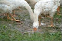 Gänse im Regen 3