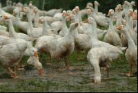 Gänse im Regen 4