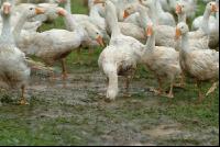 Gänse im Regen 5
