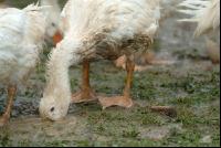 Gänse im Regen 6