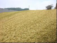 Silomais Silage 34
