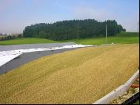 Silomais Silage 41