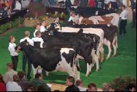 Amstetten 46