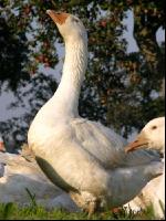 Dänische Gans 1
