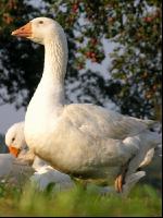 Dänische Gans 3