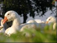 Dänische Gans 4