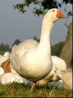 Dänische Gans 5