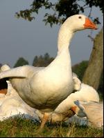 Dänische Gans 6