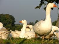 Dänische Gans 7