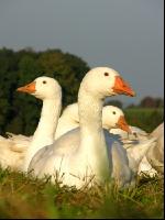 Dänische Gans 8