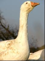 Dänische Gans 9