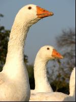 Dänische Gans 10