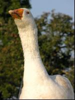 Dänische Gans 11