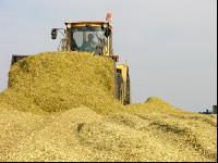 Silomais Silage 84
