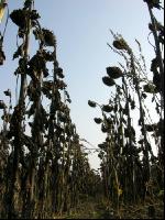 Sonnenblumen reif 11