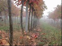 Weingarten im Nebel 5