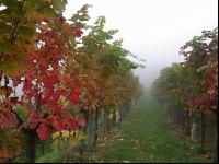Weingarten im Nebel 4