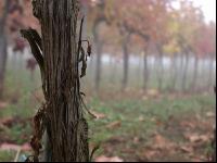 Weingarten im Nebel 2