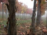 Vineyard foggy 1