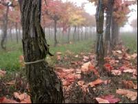 Weingarten im Nebel 3