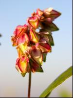 Buchweizen Blüte 1