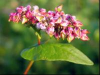 Buchweizen Blüte 3