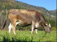 Braunvieh Weide 2