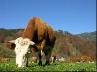 Fleckvieh Herbst 26