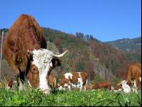 Fleckvieh Herbst 24