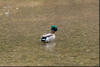 Mallard duck 1